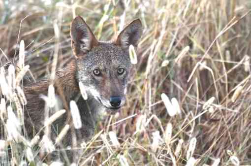 Wild Red Wolf Juvenile 2 - North Carolina