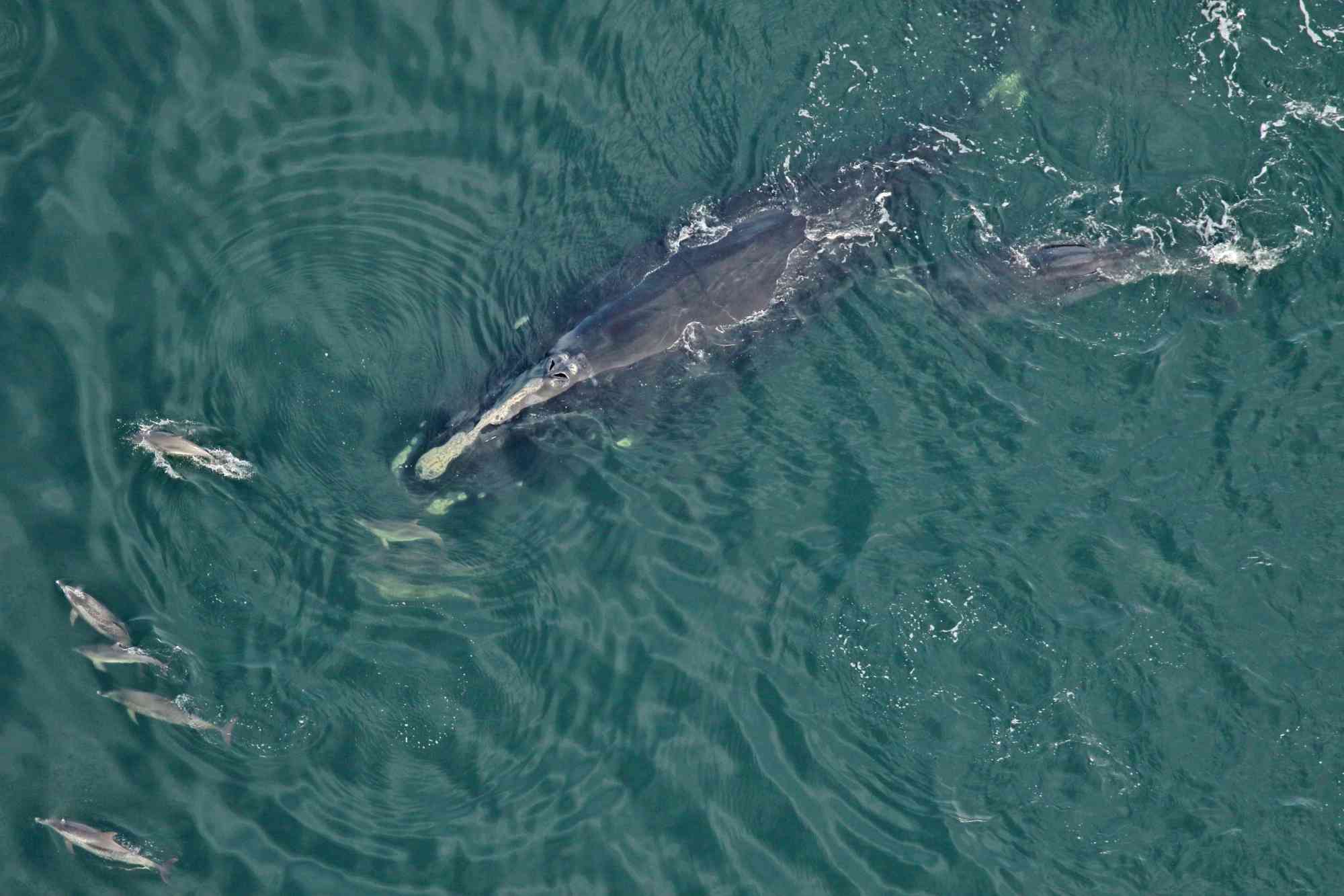 2023.01.05-Right Whale and Calf with Spotted Dolphin-FWC-CC BY NC ND 2.0